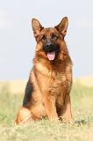 BERGER ALLEMAND 773